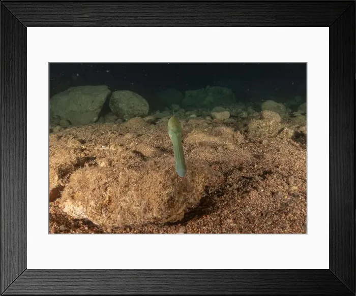 Framed Print : Squid in the Red Sea Colorful and beautiful, Eilat Israel Framed Print : Squid in the Red Sea Colorful and beautiful, Eilat Israel