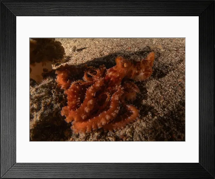 Framed Print : Octopus king of camouflage in the Red Sea, Eilat Israel Framed Print : Octopus king of camouflage in the Red Sea, Eilat Israel