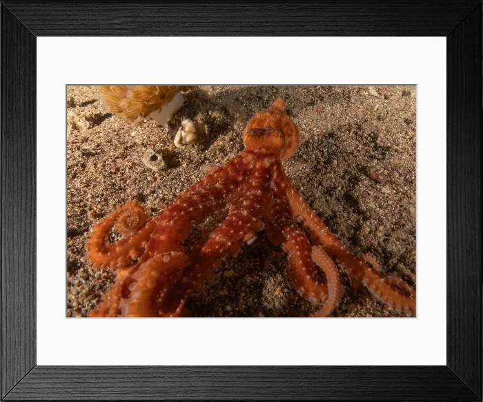 Framed Print : Octopus king of camouflage in the Red Sea, Eilat Israel Framed Print : Octopus king of camouflage in the Red Sea, Eilat Israel
