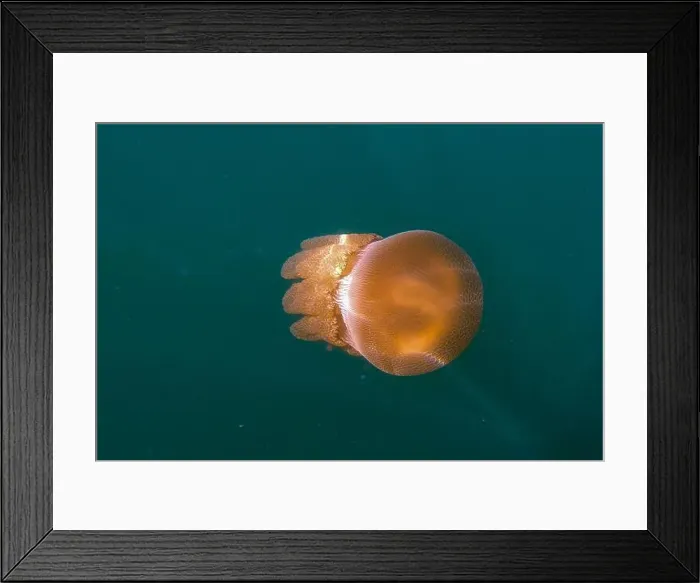 Framed Print : Jellyfish swimming in the ocean Framed Print : Jellyfish swimming in the ocean