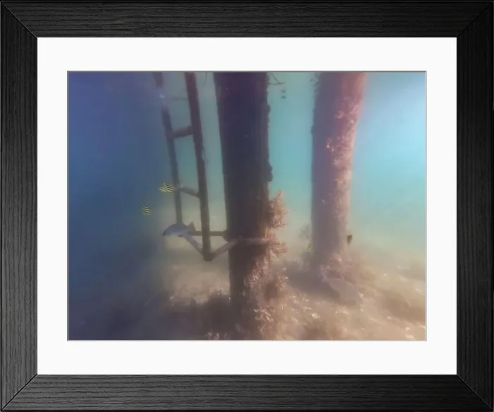 Framed Print : fish swimming in the ocean Framed Print : fish swimming in the ocean