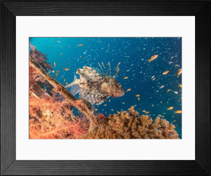 Framed Print : Lionfish in the Red Sea colorful fish, Eilat Israel Framed Print : Lionfish in the Red Sea colorful fish, Eilat Israel