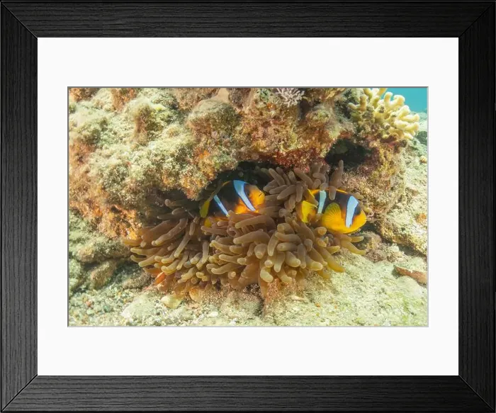 Framed Print : Clown-fish anemonefish in the Red Sea Colorful and beautiful, Eilat Israel Framed Print : Clown-fish anemonefish in the Red Sea Colorful and beautiful, Eilat Israel