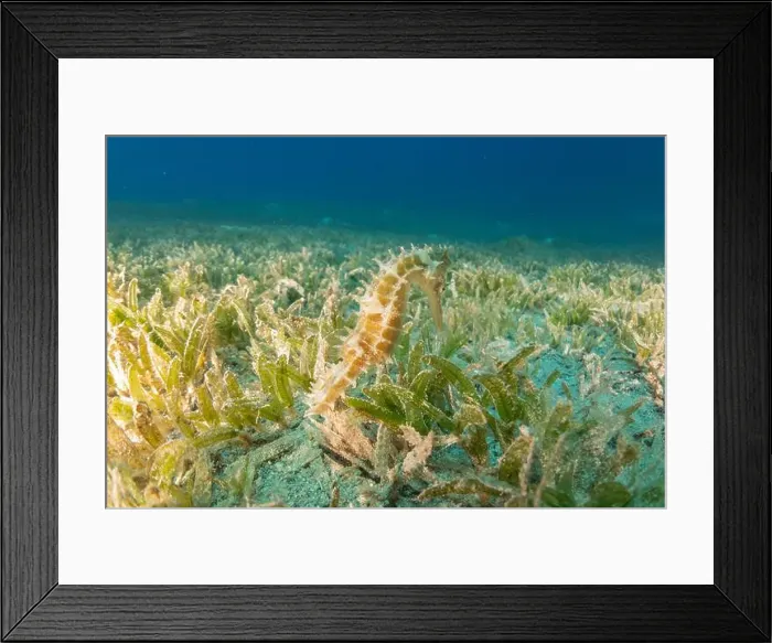 Framed Print : Sea Horse in the Red Sea Colorful and beautiful, Eilat Israel Framed Print : Sea Horse in the Red Sea Colorful and beautiful, Eilat Israel