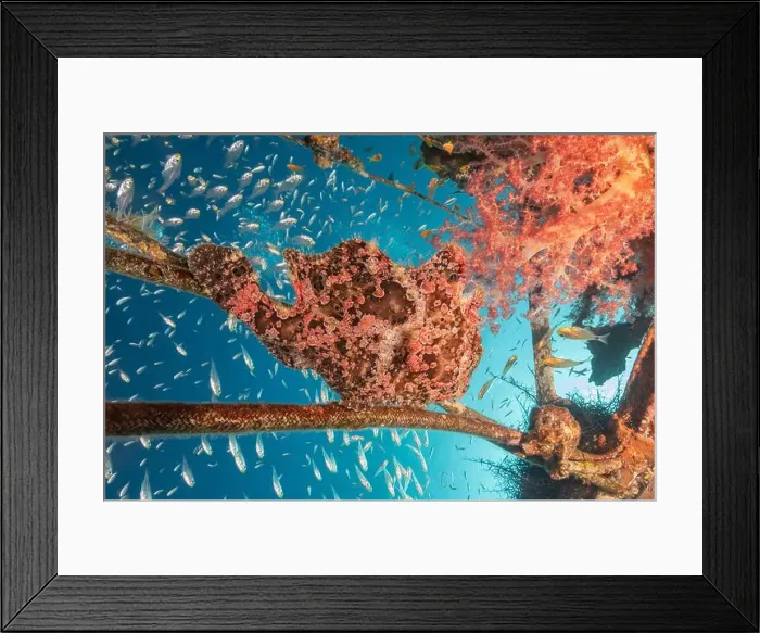 Framed Print : Frogfish swim in the Red Sea, colorful fish, Eilat Israel Framed Print : Frogfish swim in the Red Sea, colorful fish, Eilat Israel