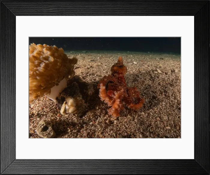 Framed Print : Octopus king of camouflage in the Red Sea, Eilat Israel Framed Print : Octopus king of camouflage in the Red Sea, Eilat Israel