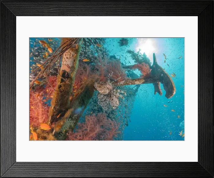 Framed Print : Lionfish in the Red Sea colorful fish, Eilat Israel Framed Print : Lionfish in the Red Sea colorful fish, Eilat Israel