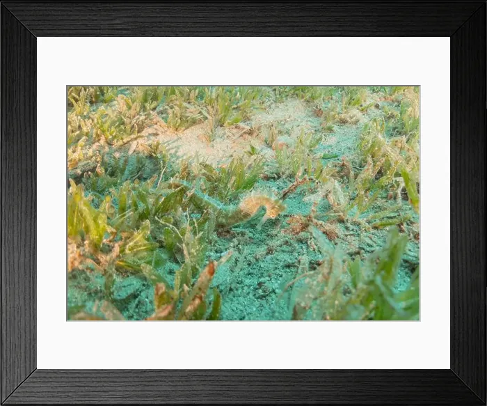 Framed Print : Sea Horse in the Red Sea Colorful and beautiful, Eilat Israel Framed Print : Sea Horse in the Red Sea Colorful and beautiful, Eilat Israel