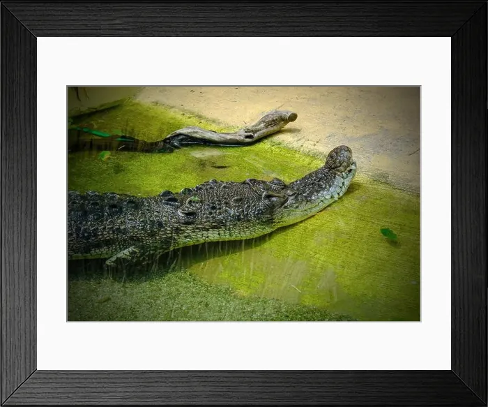 Framed Print : closeup of crocodile in the water