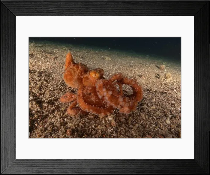 Framed Print : Octopus king of camouflage in the Red Sea, Eilat Israel Framed Print : Octopus king of camouflage in the Red Sea, Eilat Israel