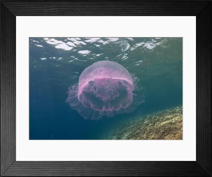 Framed Print : Jellyfish in the Red Sea are colorful and beautiful, Eilat Israel Framed Print : Jellyfish in the Red Sea are colorful and beautiful, Eilat Israel