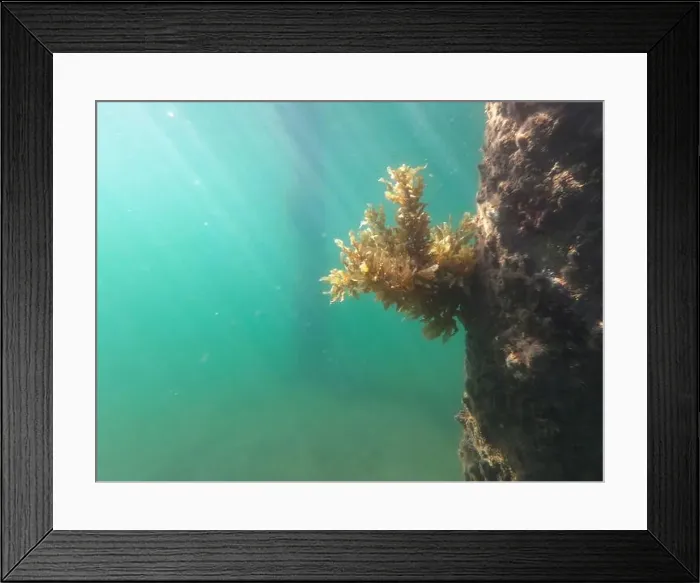 Framed Print : fish swimming in the ocean Framed Print : fish swimming in the ocean