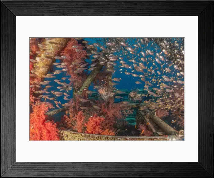 Framed Print : Lionfish in the Red Sea colorful fish, Eilat Israel Framed Print : Lionfish in the Red Sea colorful fish, Eilat Israel