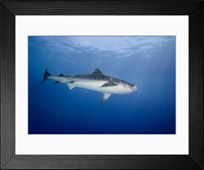 Framed Print : An impressive tiger shark, Galeocerdo cuvier Framed Print : An impressive tiger shark, Galeocerdo cuvier