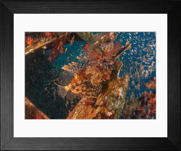 Framed Print : Lionfish in the Red Sea colorful fish, Eilat Israel Framed Print : Lionfish in the Red Sea colorful fish, Eilat Israel