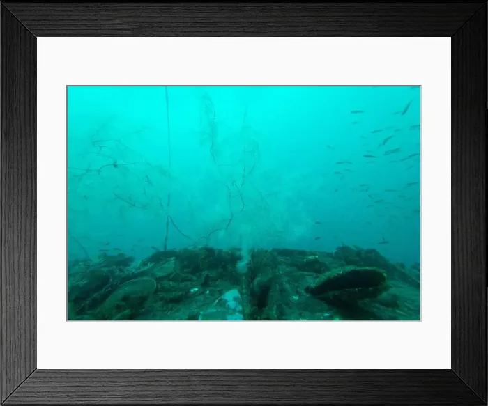 Framed Print : Black Coral in Milford Sound - New Zealand