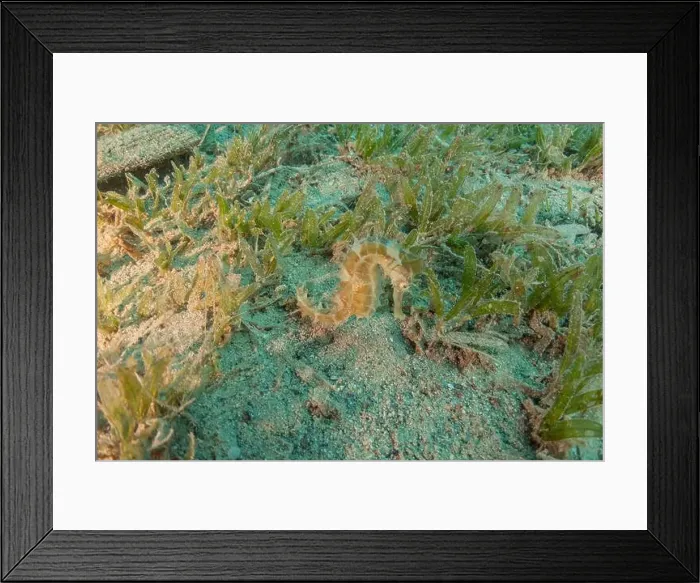 Framed Print : Sea Horse in the Red Sea Colorful and beautiful, Eilat Israel Framed Print : Sea Horse in the Red Sea Colorful and beautiful, Eilat Israel