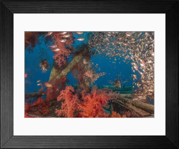 Framed Print : Lionfish in the Red Sea colorful fish, Eilat Israel Framed Print : Lionfish in the Red Sea colorful fish, Eilat Israel