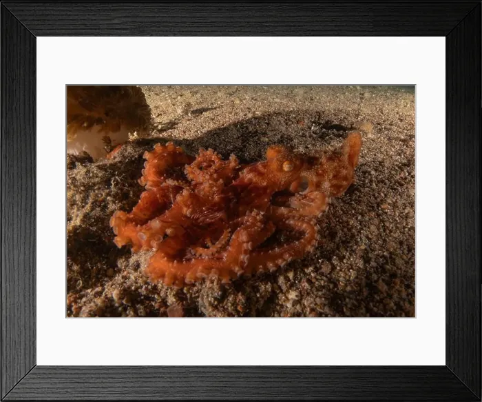 Framed Print : Octopus king of camouflage in the Red Sea, Eilat Israel Framed Print : Octopus king of camouflage in the Red Sea, Eilat Israel