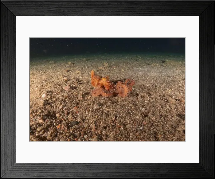 Framed Print : Octopus king of camouflage in the Red Sea, Eilat Israel Framed Print : Octopus king of camouflage in the Red Sea, Eilat Israel