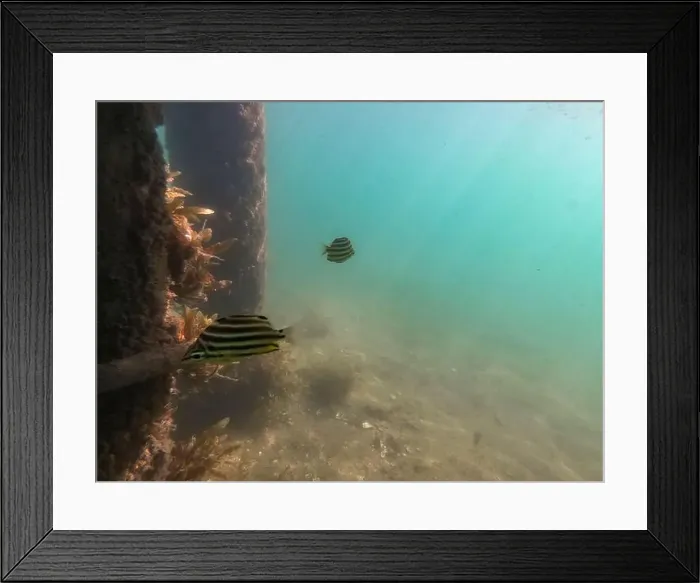 Framed Print : fish swimming in the ocean Framed Print : fish swimming in the ocean