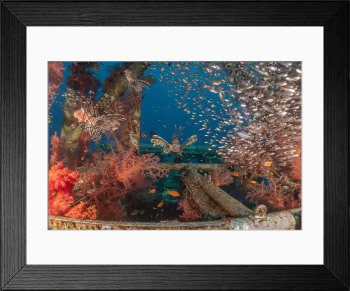 Framed Print : Lionfish in the Red Sea colorful fish, Eilat Israel Framed Print : Lionfish in the Red Sea colorful fish, Eilat Israel