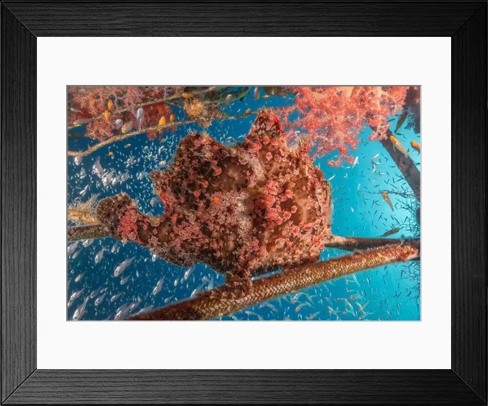 Framed Print : Frogfish swim in the Red Sea, colorful fish, Eilat Israel Framed Print : Frogfish swim in the Red Sea, colorful fish, Eilat Israel