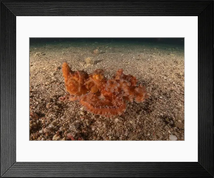 Framed Print : Octopus king of camouflage in the Red Sea, Eilat Israel Framed Print : Octopus king of camouflage in the Red Sea, Eilat Israel