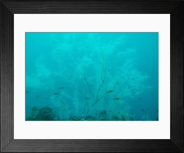 Framed Print : Black Coral in Milford Sound - New Zealand