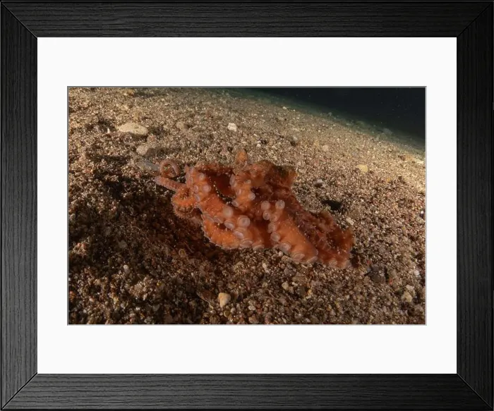 Framed Print : Octopus king of camouflage in the Red Sea, Eilat Israel Framed Print : Octopus king of camouflage in the Red Sea, Eilat Israel