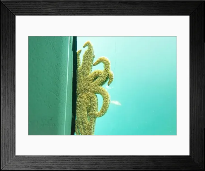Framed Print : Eleven-Armed Sea Star - New Zealand Framed Print : Eleven-Armed Sea Star - New Zealand