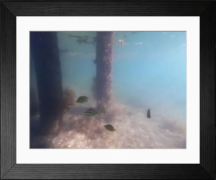 Framed Print : fish swimming in the ocean Framed Print : fish swimming in the ocean