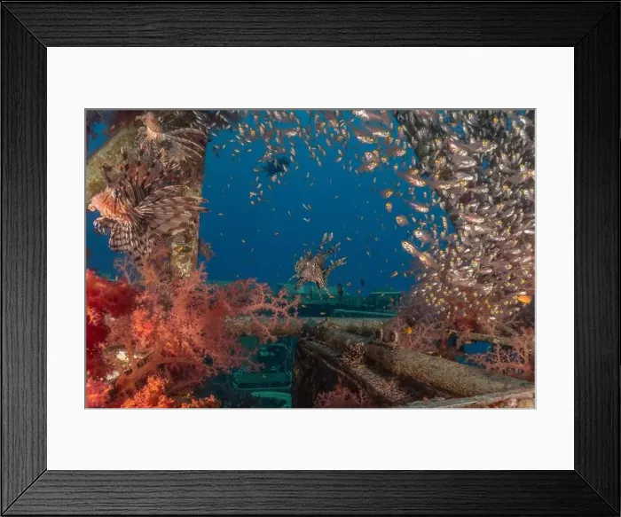 Framed Print : Lionfish in the Red Sea colorful fish, Eilat Israel Framed Print : Lionfish in the Red Sea colorful fish, Eilat Israel
