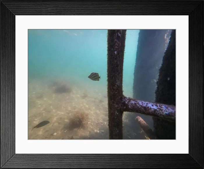 Framed Print : fish swimming in the ocean Framed Print : fish swimming in the ocean