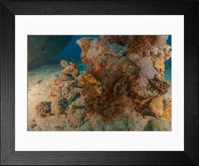 Framed Print : Clown-fish anemonefish in the Red Sea Colorful and beautiful, Eilat Israel Framed Print : Clown-fish anemonefish in the Red Sea Colorful and beautiful, Eilat Israel