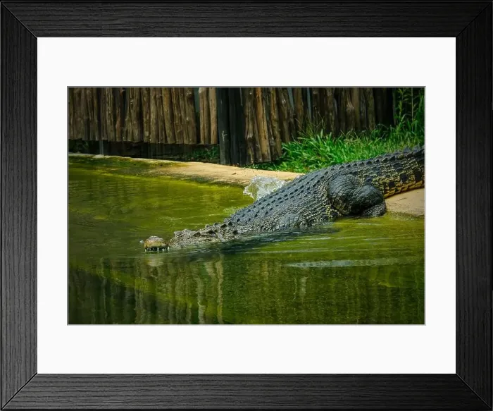 Framed Print : closeup of crocodile in the water