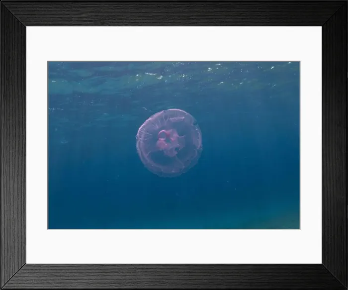 Framed Print : Jellyfish in the Red Sea are colorful and beautiful, Eilat Israel Framed Print : Jellyfish in the Red Sea are colorful and beautiful, Eilat Israel