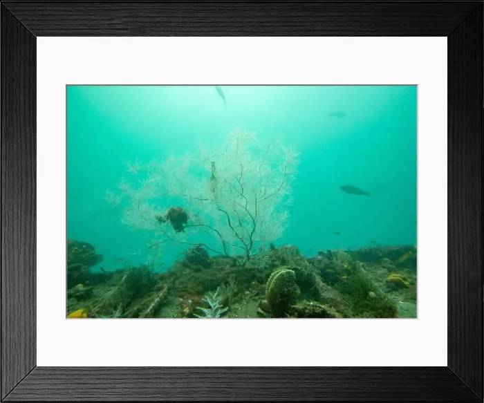 Framed Print : Black Coral in Milford Sound - New Zealand