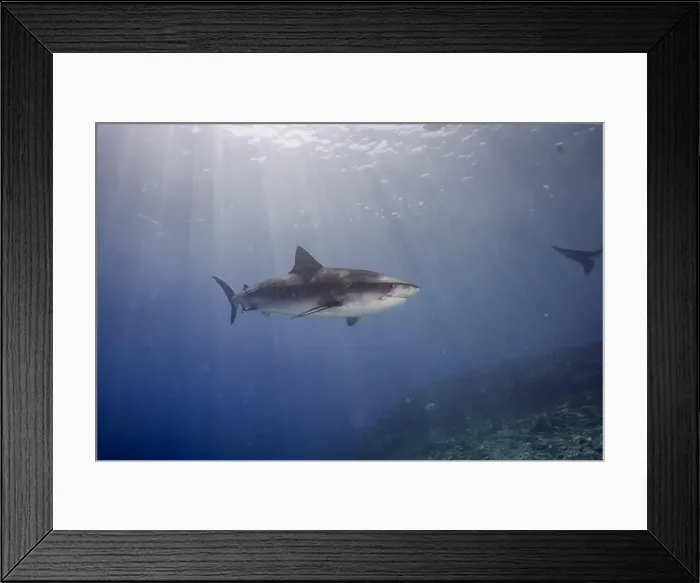 Framed Print : This striking image features a tiger shark swimming gracefully over a sandy ocean bottom Framed Print : This striking image features a tiger shark swimming gracefully over a sandy ocean bottom