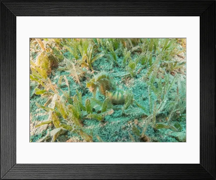 Framed Print : Sea Horse in the Red Sea Colorful and beautiful, Eilat Israel Framed Print : Sea Horse in the Red Sea Colorful and beautiful, Eilat Israel