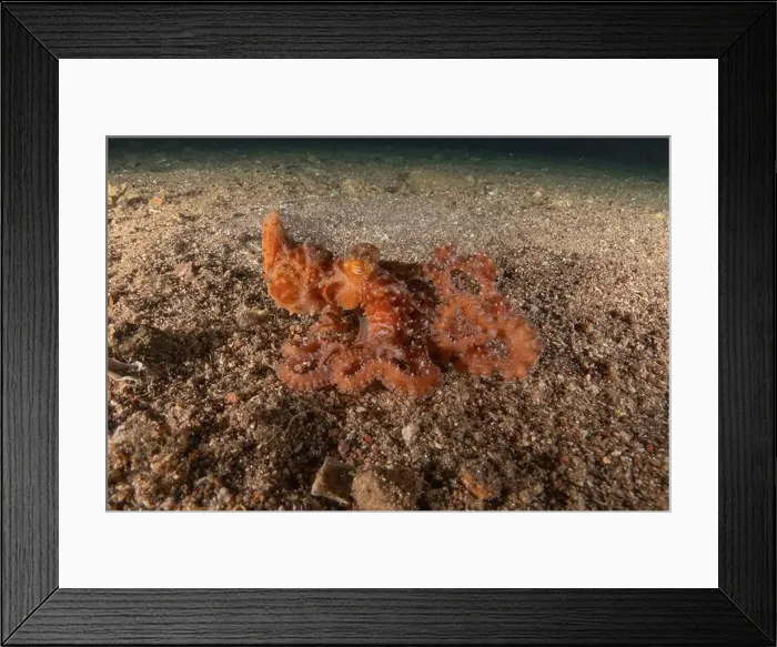 Framed Print : Octopus king of camouflage in the Red Sea, Eilat Israel Framed Print : Octopus king of camouflage in the Red Sea, Eilat Israel