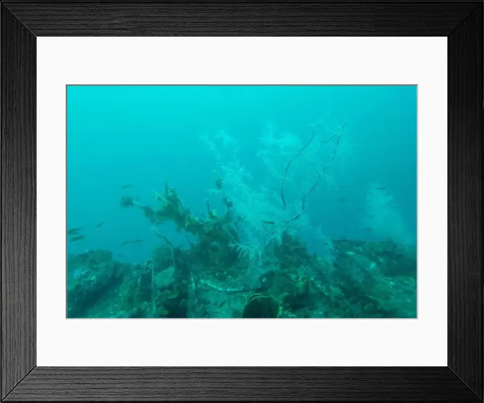 Framed Print : Black Coral in Milford Sound - New Zealand Framed Print : Black Coral in Milford Sound - New Zealand
