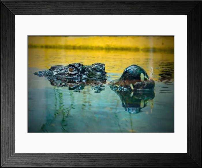 Framed Print : closeup of crocodile in the water