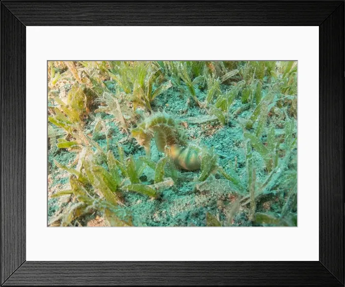 Framed Print : Sea Horse in the Red Sea Colorful and beautiful, Eilat Israel Framed Print : Sea Horse in the Red Sea Colorful and beautiful, Eilat Israel