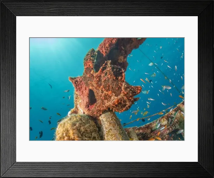 Framed Print : Frogfish swim in the Red Sea, colorful fish, Eilat Israel Framed Print : Frogfish swim in the Red Sea, colorful fish, Eilat Israel