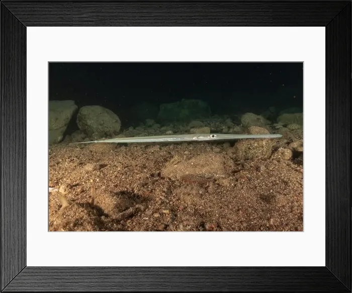 Framed Print : Squid in the Red Sea Colorful and beautiful, Eilat Israel Framed Print : Squid in the Red Sea Colorful and beautiful, Eilat Israel