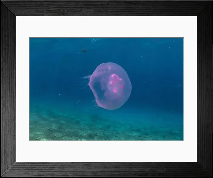 Framed Print : Jellyfish in the Red Sea are colorful and beautiful, Eilat Israel Framed Print : Jellyfish in the Red Sea are colorful and beautiful, Eilat Israel