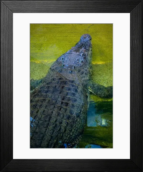 Framed Print : closeup of crocodile in the water