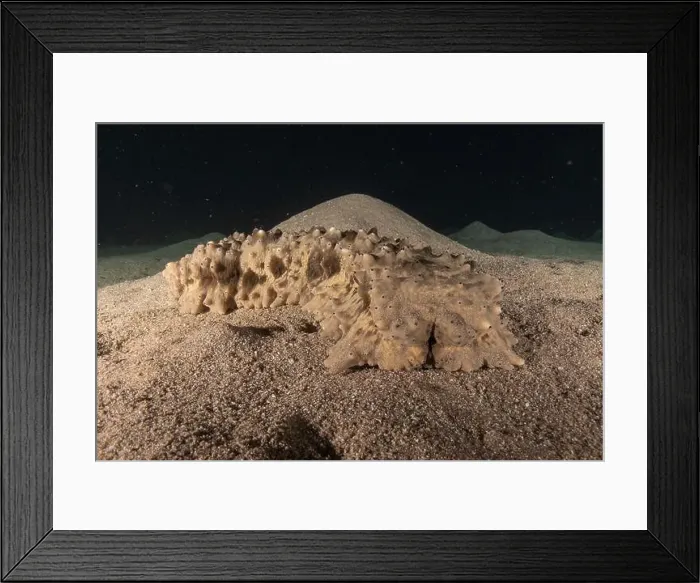 Framed Print : Sea cucumber in the Red Sea Colorful and beautiful, Eilat Israel Framed Print : Sea cucumber in the Red Sea Colorful and beautiful, Eilat Israel