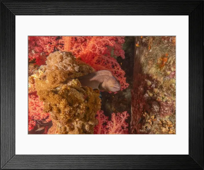 Framed Print : Moray eel Mooray lycodontis undulatus in the Red Sea, Eilat Israel Framed Print : Moray eel Mooray lycodontis undulatus in the Red Sea, Eilat Israel